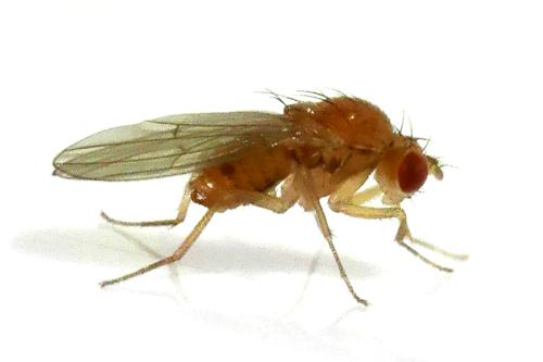Lordiphosa andalusiaca